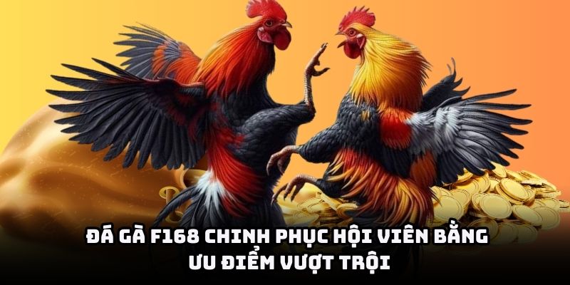 Đá gà Thomo – Nguồn gốc và truyền thống đặc trưng của làng chọi gà Việt Nam
